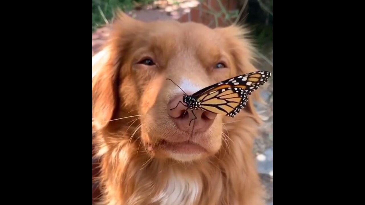 Cute Dog and Butterfly