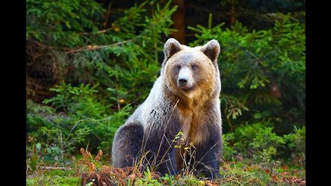 European Brown Bear