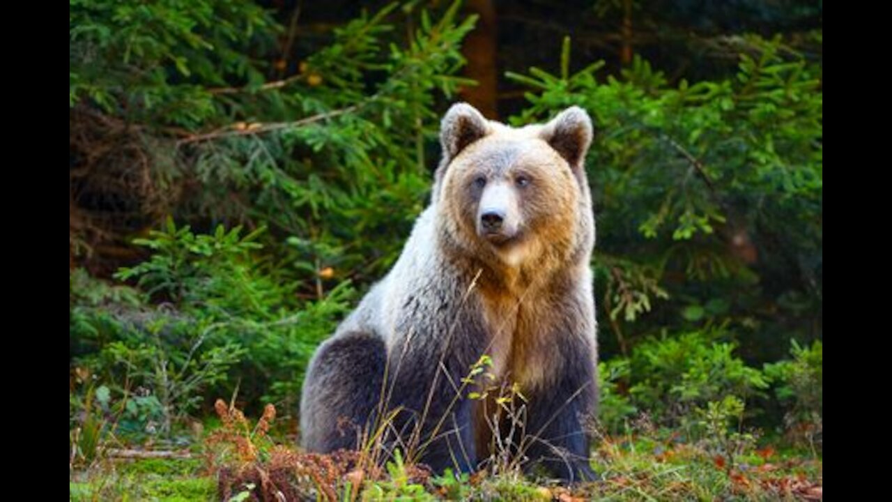 European Brown Bear