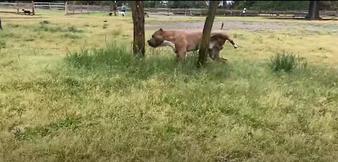 Pitbull being attacks by German Shepherd [OFF LEASH DOG PARK] Part 1