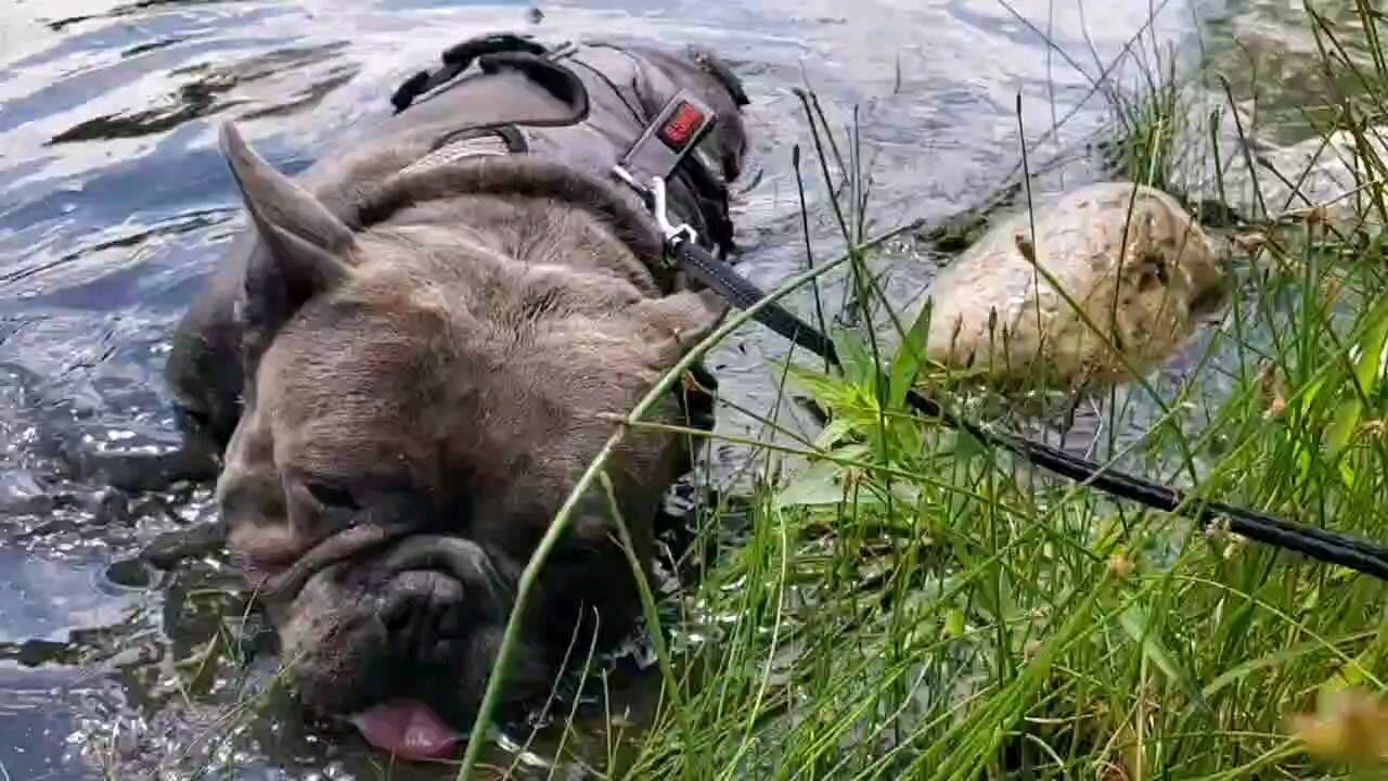 Bulldog goes in water to cool off