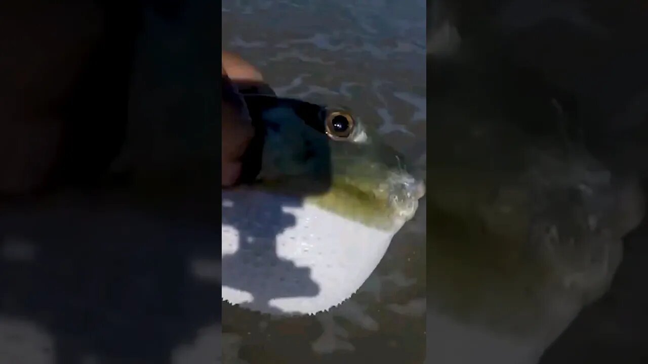 Poisonous PUFFER fish hitting the Texas coast #shorts