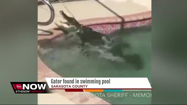 VIDEO: Alligator removed from Sarasota Co. pool