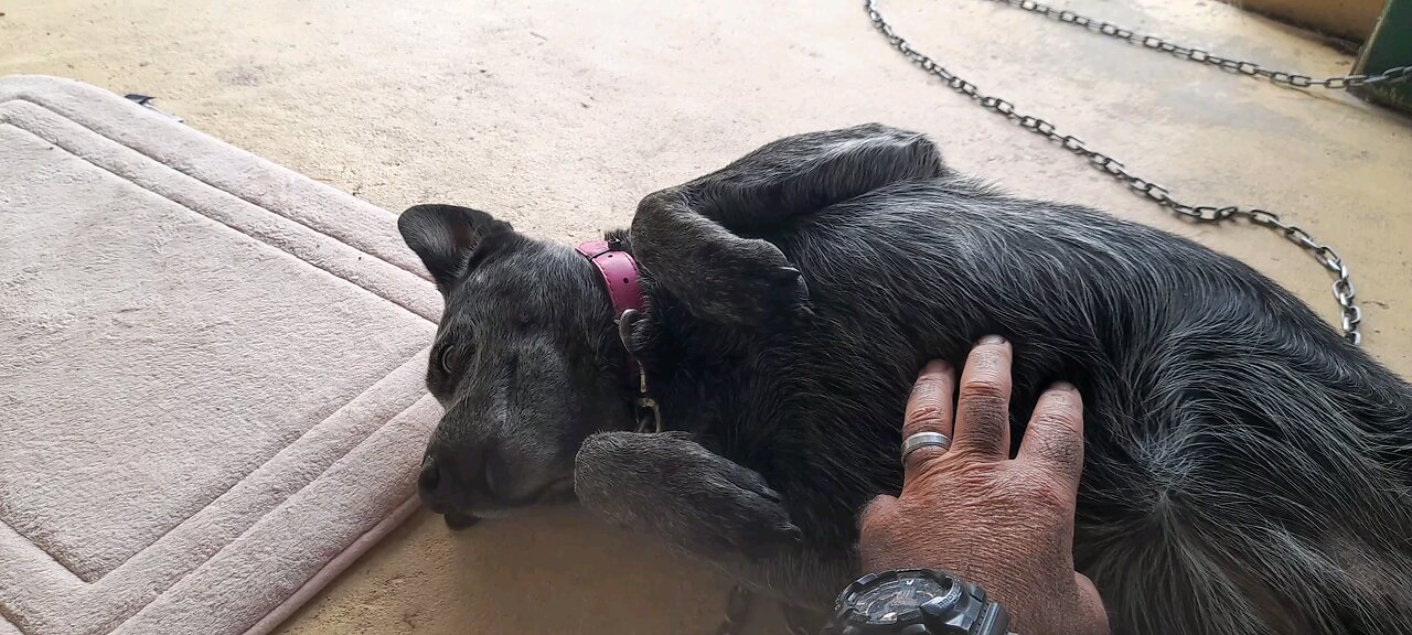 Lucy my other neighbour's Simpson Cattle Dog.