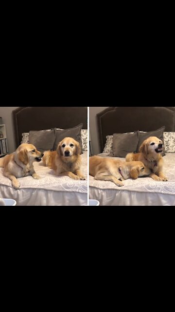 Pair of Golden Retrievers have a lovers' quarrel