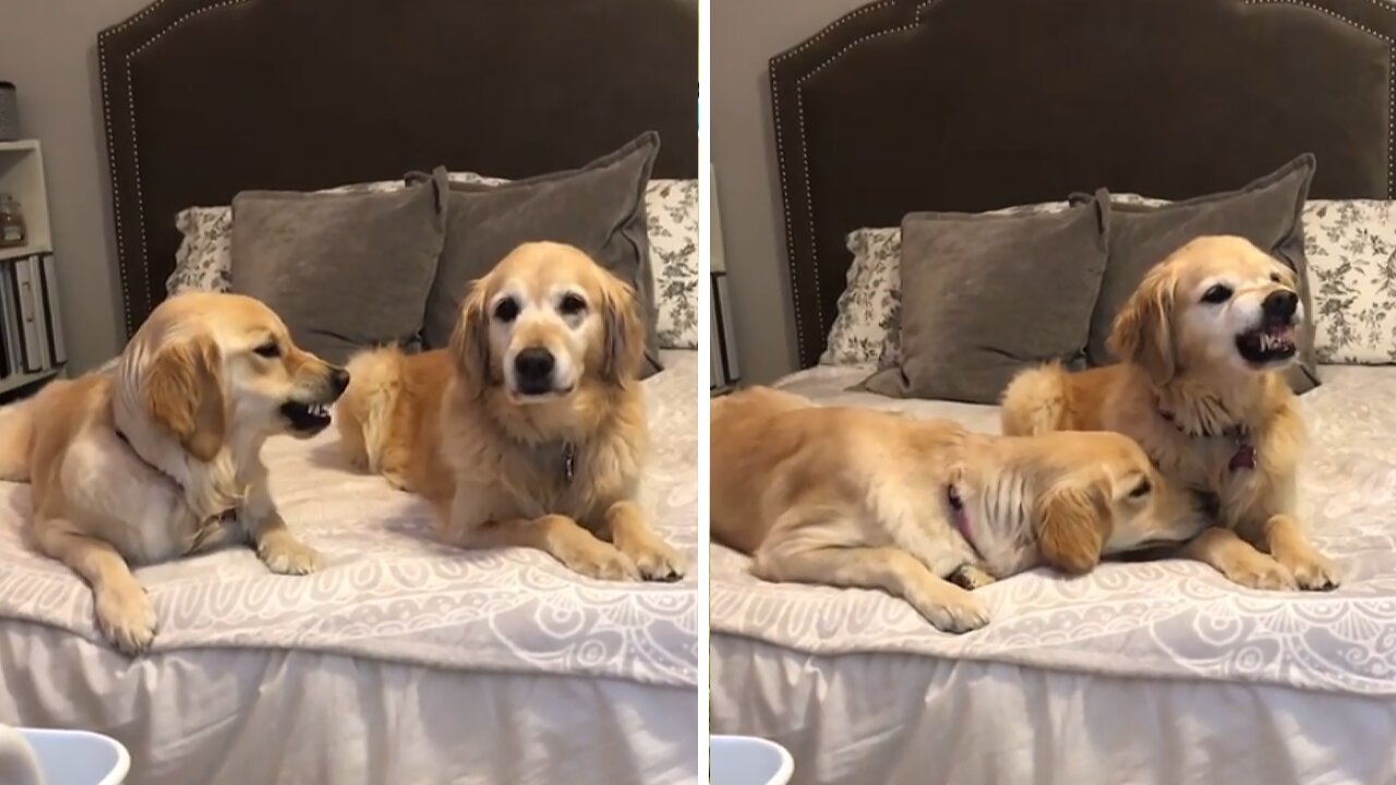 Pair of Golden Retrievers have a lovers' quarrel