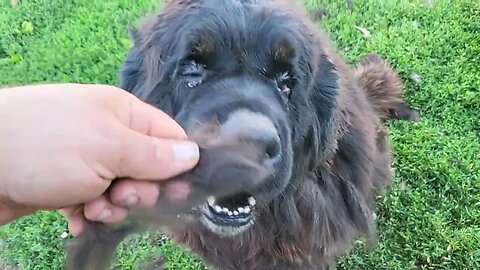 Ancient Guardians Farm Tibetan Mastiffs Bear and Bella