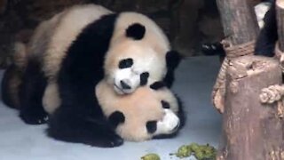 Panda coccoloni, una compilation di tenerezza