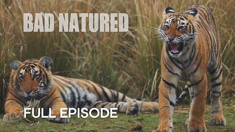 Shocking Young Tiger Cub’s First K*ll | Bad Natured | BBC Earth