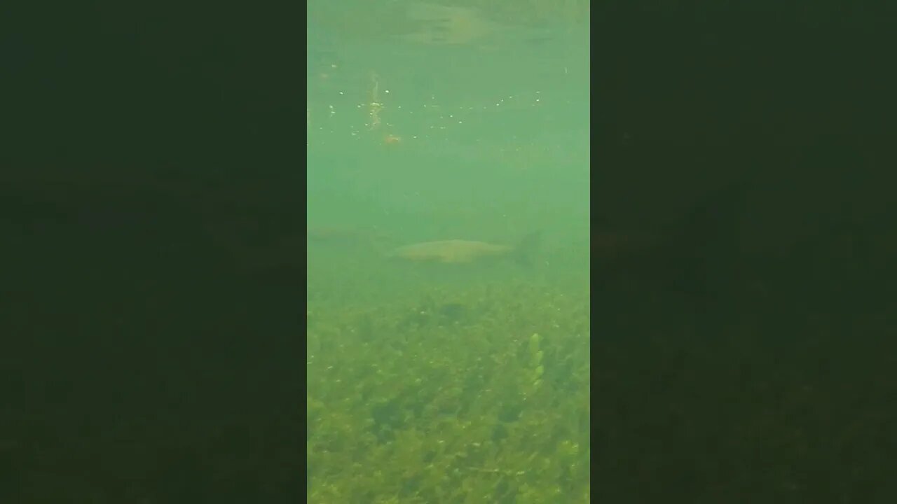 🐟 Freshwater Fish 🐟 at Wakulla Springs 19 #shorts