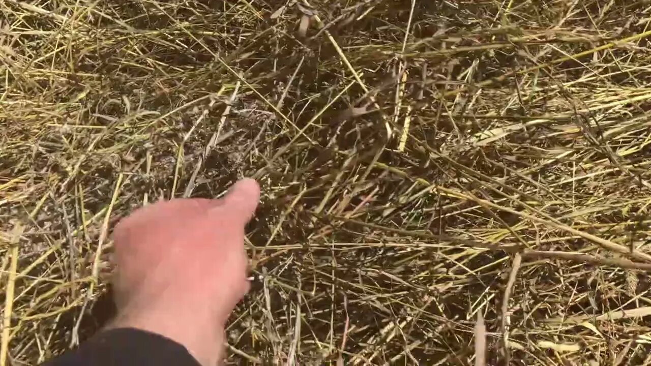 How much long cut hay can this truck fit? #permaculture