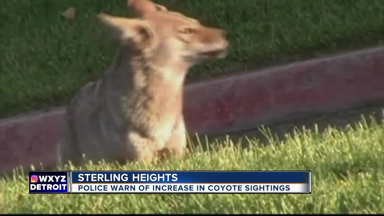 Police warn of increase in coyote sightings