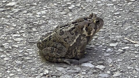 Frog resting in the middle of the road