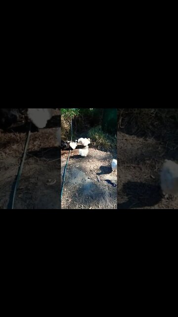 Silkies out scratching around