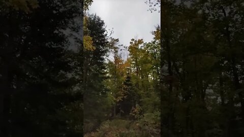 Fall colors in Da U.P. eh