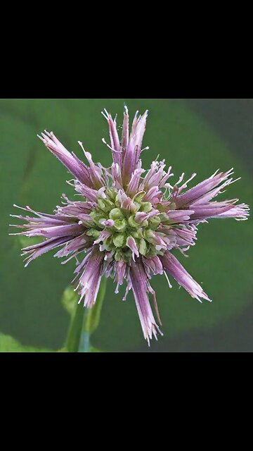 AI art: weird looking flower