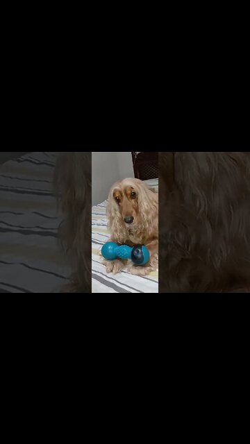 #dogshow , #amimals , #dogs, #shorts