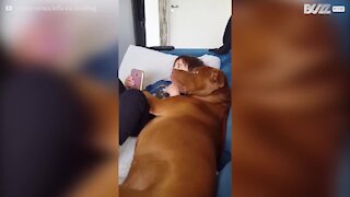 Il tenerissimo momento tra un cane e un bimbo sul divano!