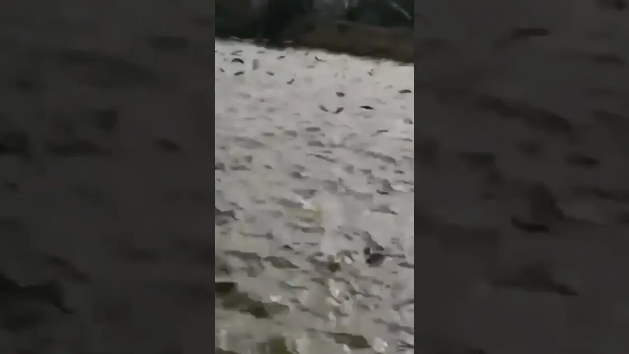 I think this is fish 🐟 force | #Shorts #Animals #Fish