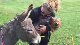 Angry Yorkie jealous of donkey's attention