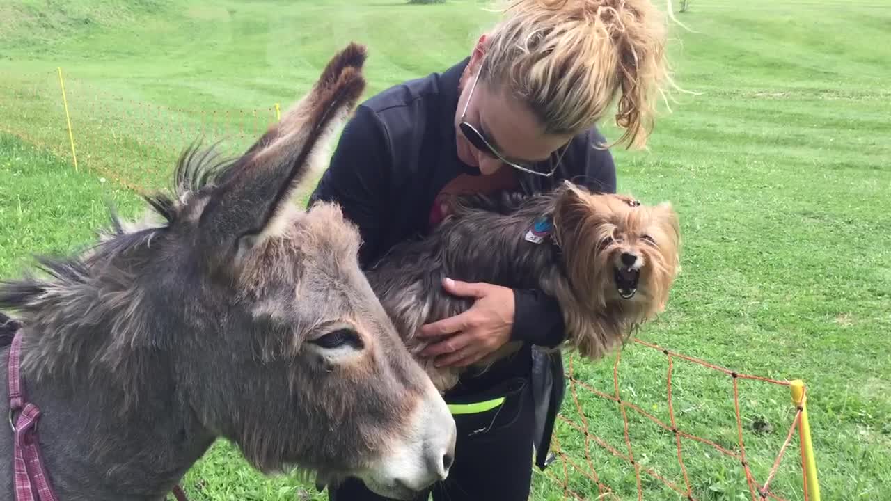 Angry Yorkie jealous of donkey's attention