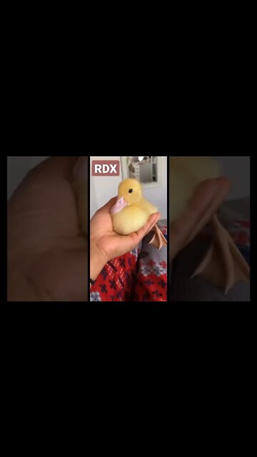 Baby Duck
