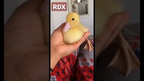 Baby Duck