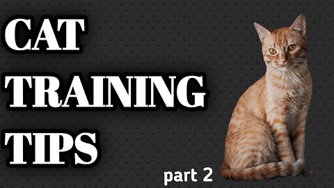 Cat training tips ||part 2