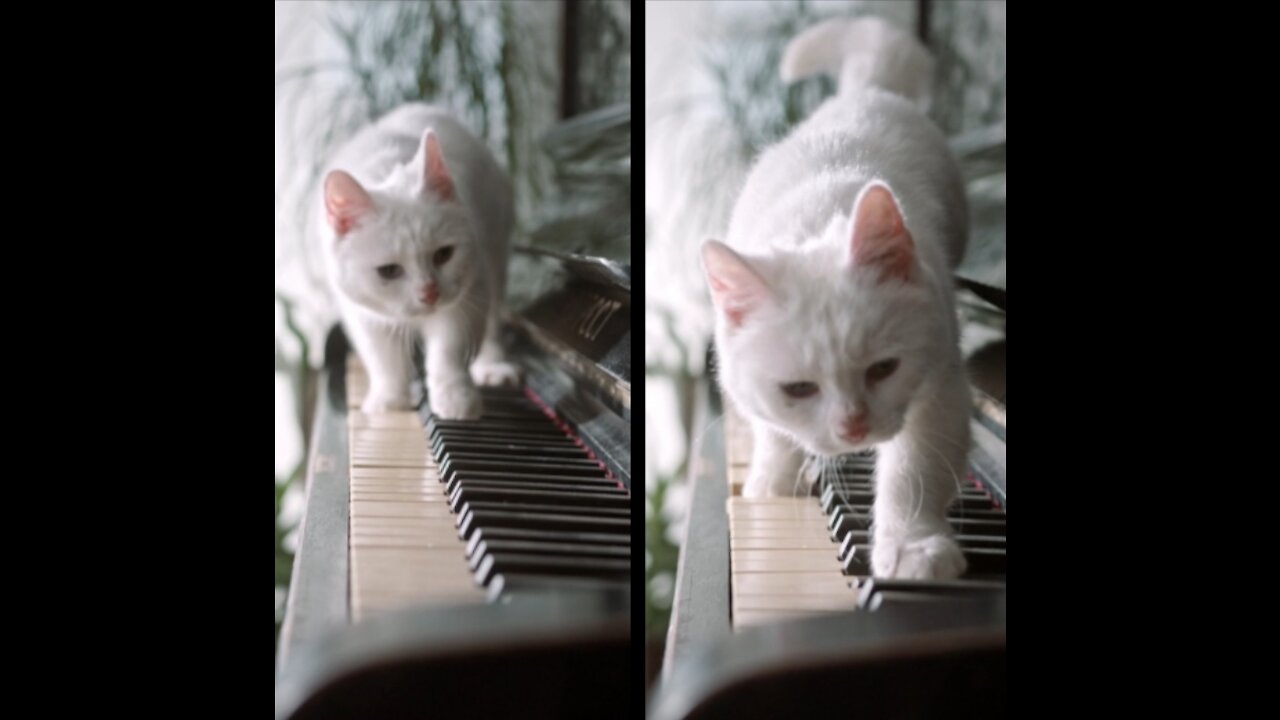 Cat playing piano with genius