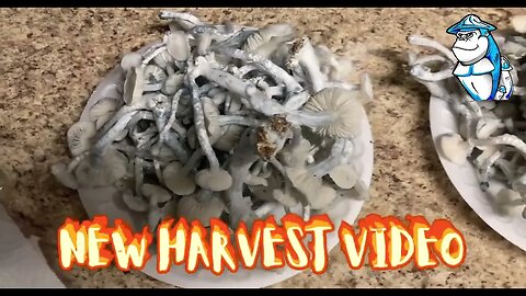 New Harvest Video out now