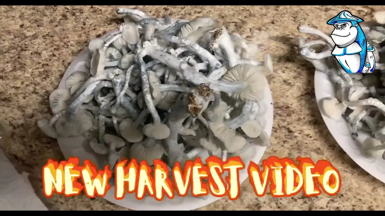 New Harvest Video out now