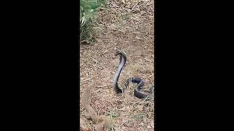 Snake Vs Mngoose Real Fight ll