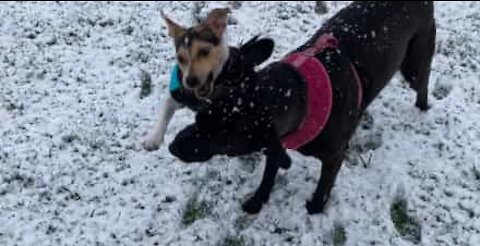 Fou de joie, ce Jack Russell fait tomber un petit garçon