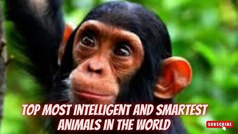 Top Most Intelligent and Smartest Animals In The World 2022 - Discovery Channel