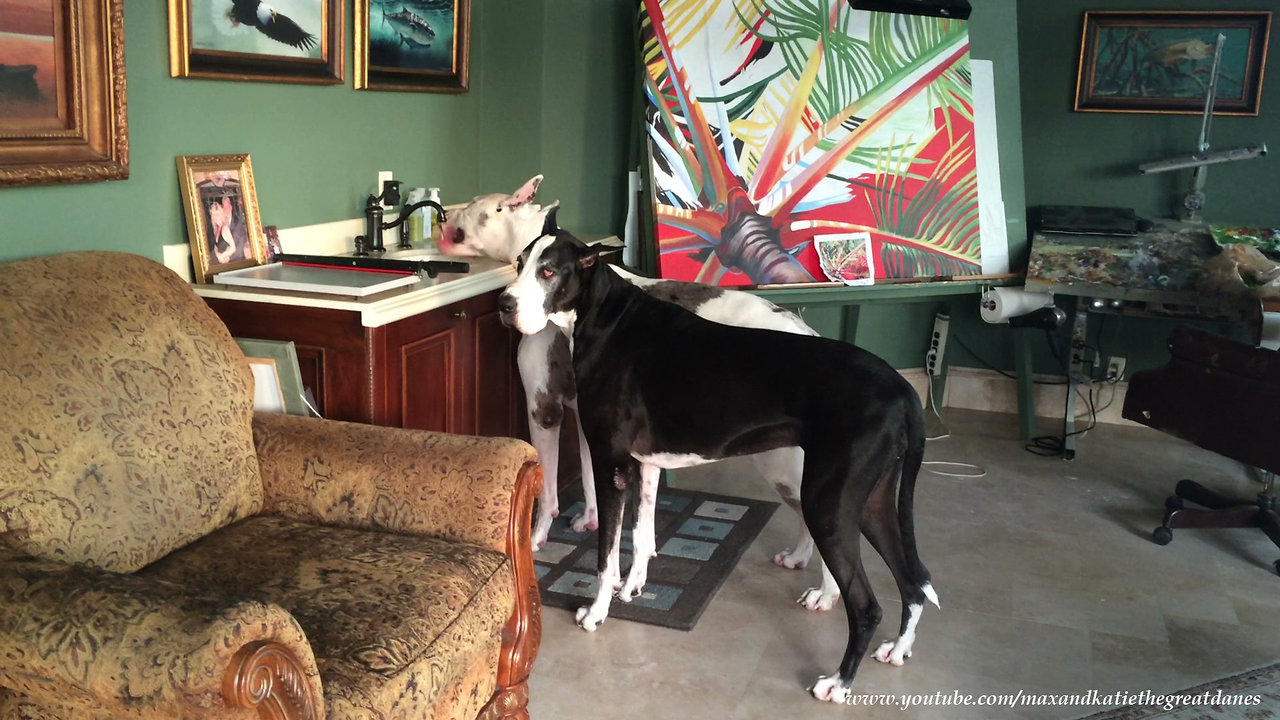 Cat Watches Great Danes Drink out of the Sink Together