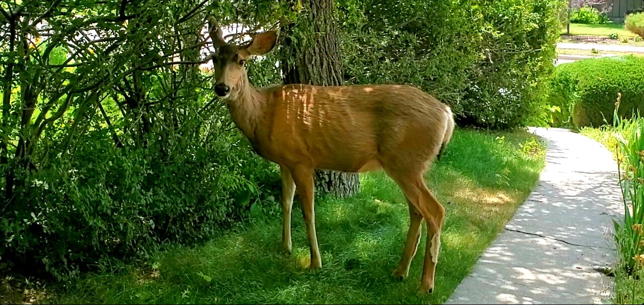 Beautiful Baby deer in yard wagging his tail when spoken to