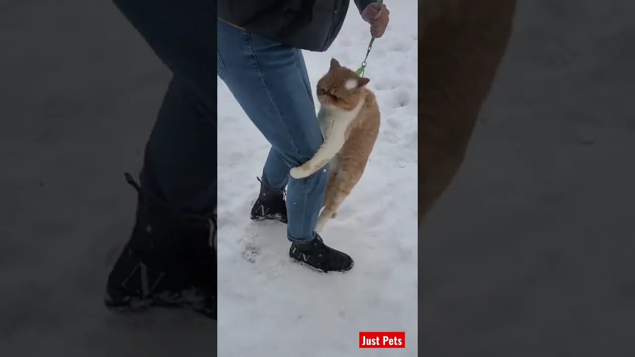 Cats hate snow ⛄️ #shorts #tiktok #cute #funnyanimals #funnyvideos