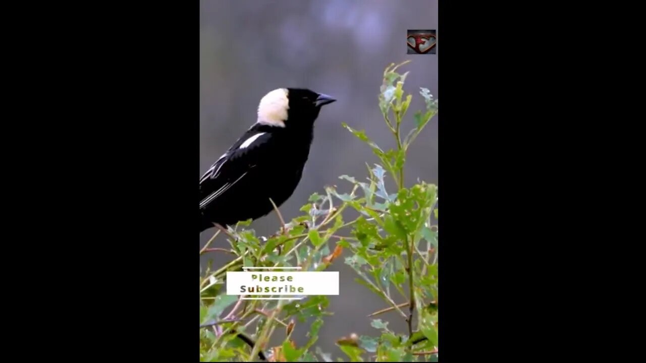 The Bobolink Bird Facts #shorts #amazingfacts #animals #birds