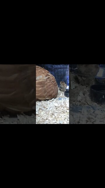 Day old chick with mumma hen