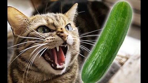 cats are scare of cucumbers😂🤣 - funny cats 😂