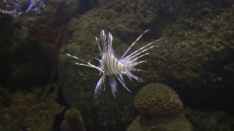 zebra-fish@EveryThings707