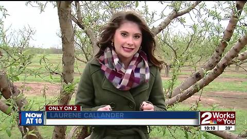 Cold weather affecting Oklahoma crops