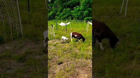 MARY WAS A LITTLE LAMB! #shorts #homesteading #newlamb