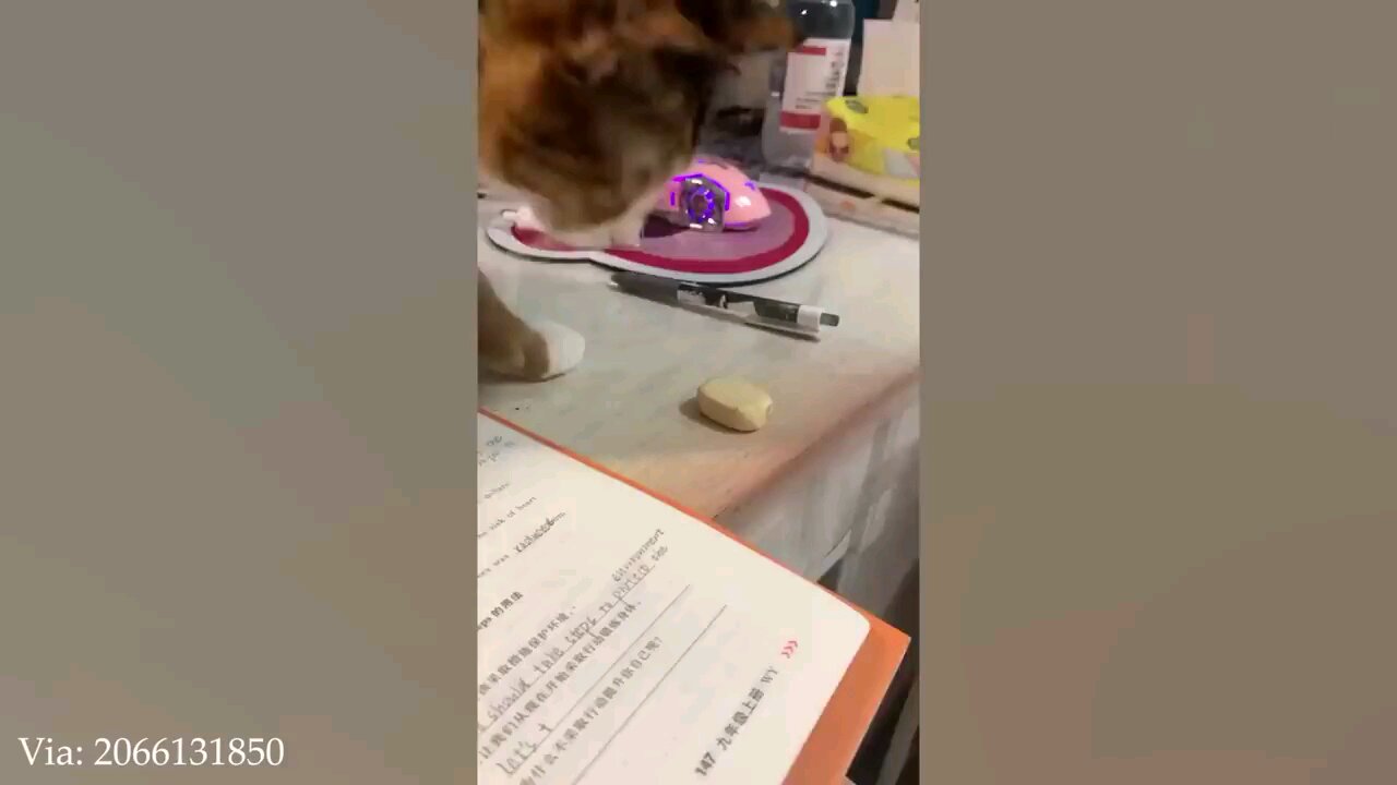 cat with an iq 200🐈🐈🐈🐈😂😺🤣