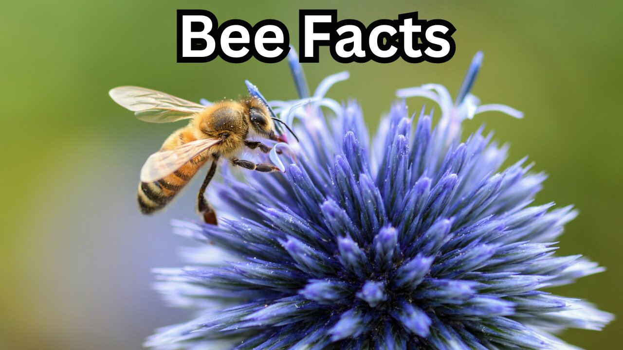 The Buzz Unveiled: Fascinating Bee Facts