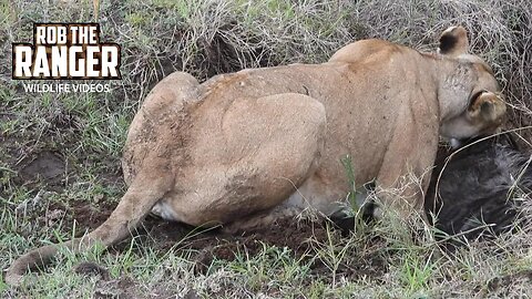 Lioness Cant Take Her Meal Out Of The Ditch | Maasai Mara Safari | Zebra Plains