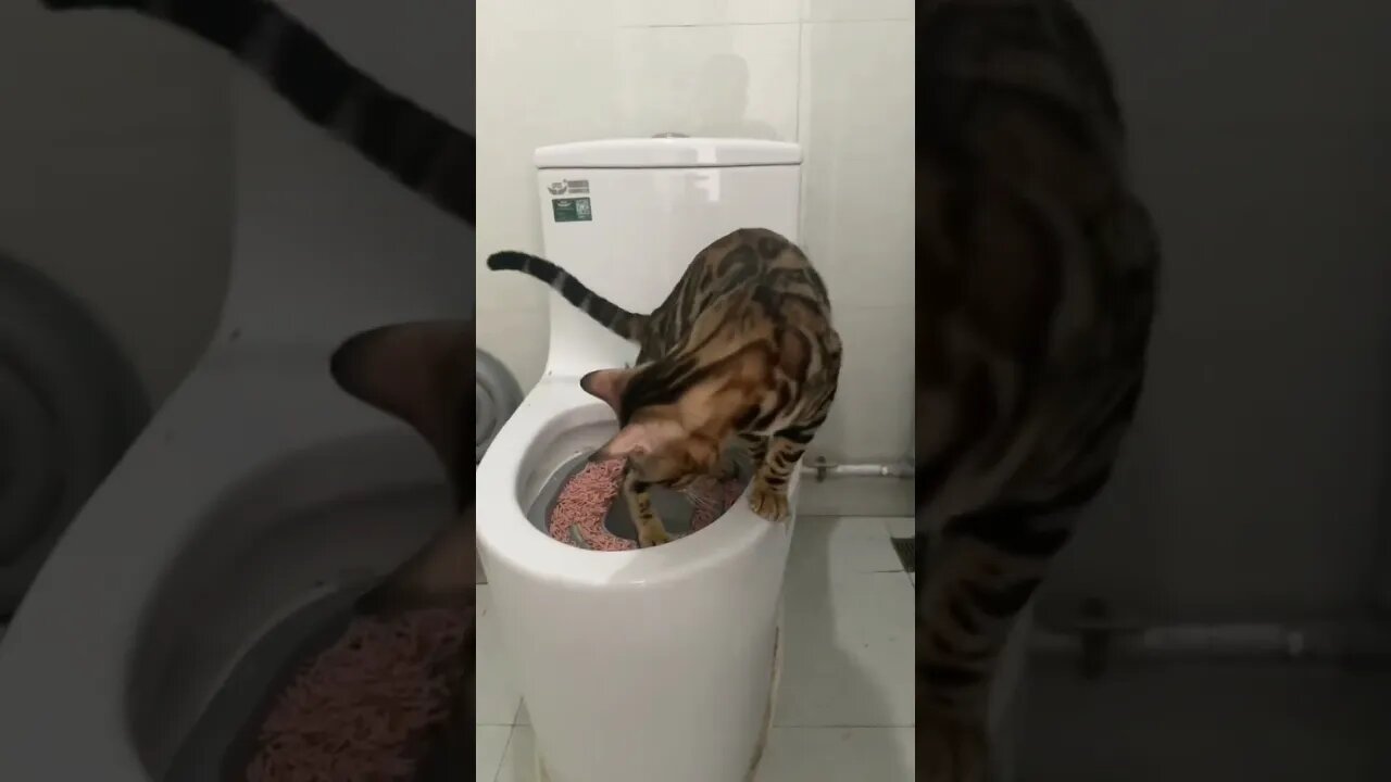 Seu gato faria isso? 🤔