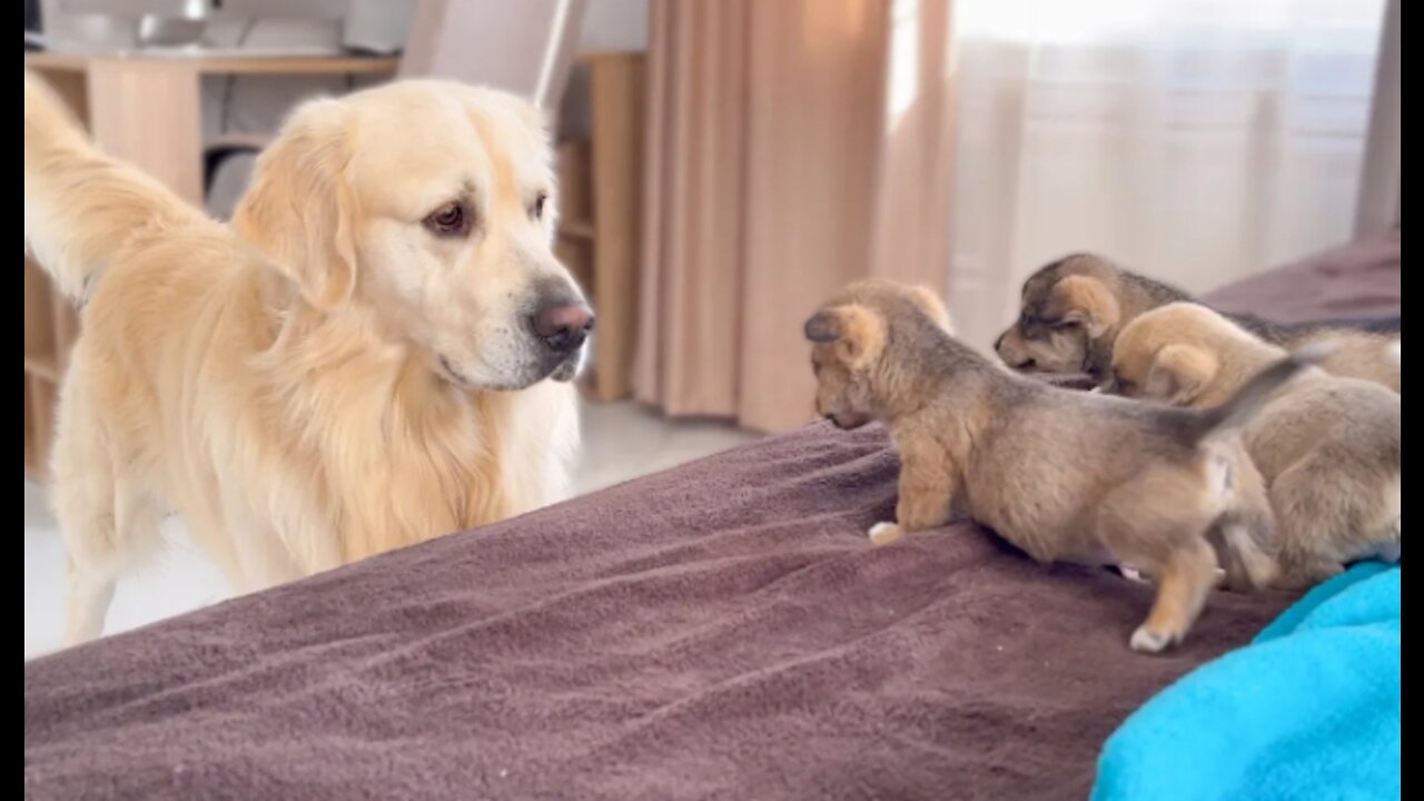 Golden Retriever Meets Puppies for the First Time