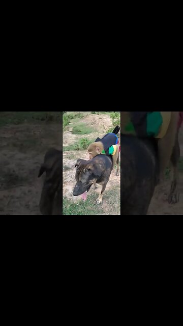 Cute smart monkey has a car