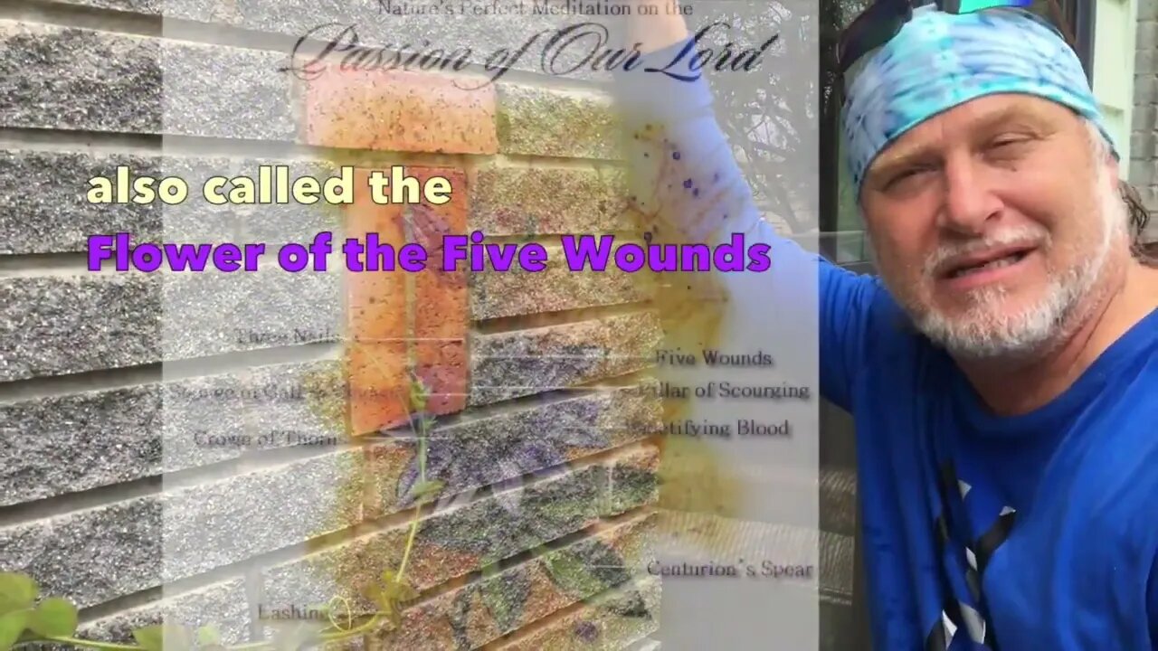 Passion Flower Vine - Container Update 8-2-2017 - Jonathan Kleck